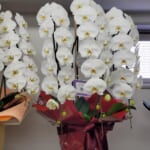 日本マイクロソフト株式会社様から当社上場のお祝いのお花をいただきました。