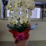 EY新日本有限責任監査法人様から当社上場のお祝いのお花をいただきました。