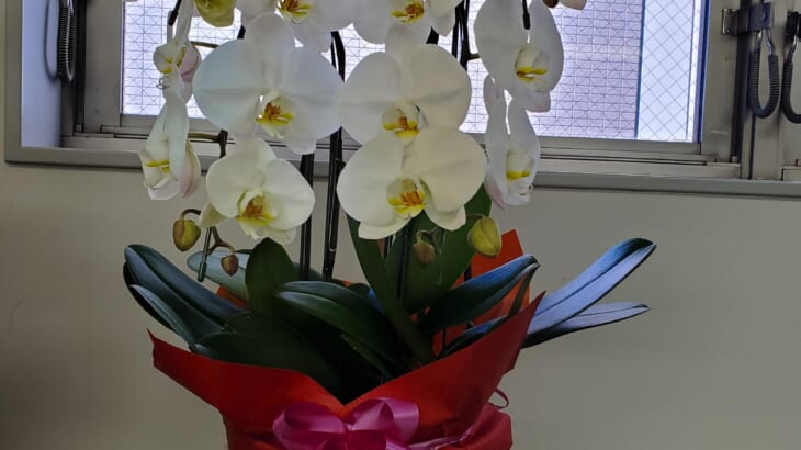 EY新日本有限責任監査法人様から当社上場のお祝いのお花をいただきました。