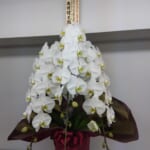 野村ホールディングス株式会社様から当社上場のお祝いのお花をいただきました。