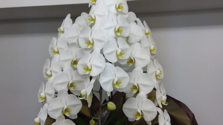 野村ホールディングス株式会社様から当社上場のお祝いのお花をいただきました。