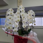 野村證券株式会社様から当社上場のお祝いのお花をいただきました。